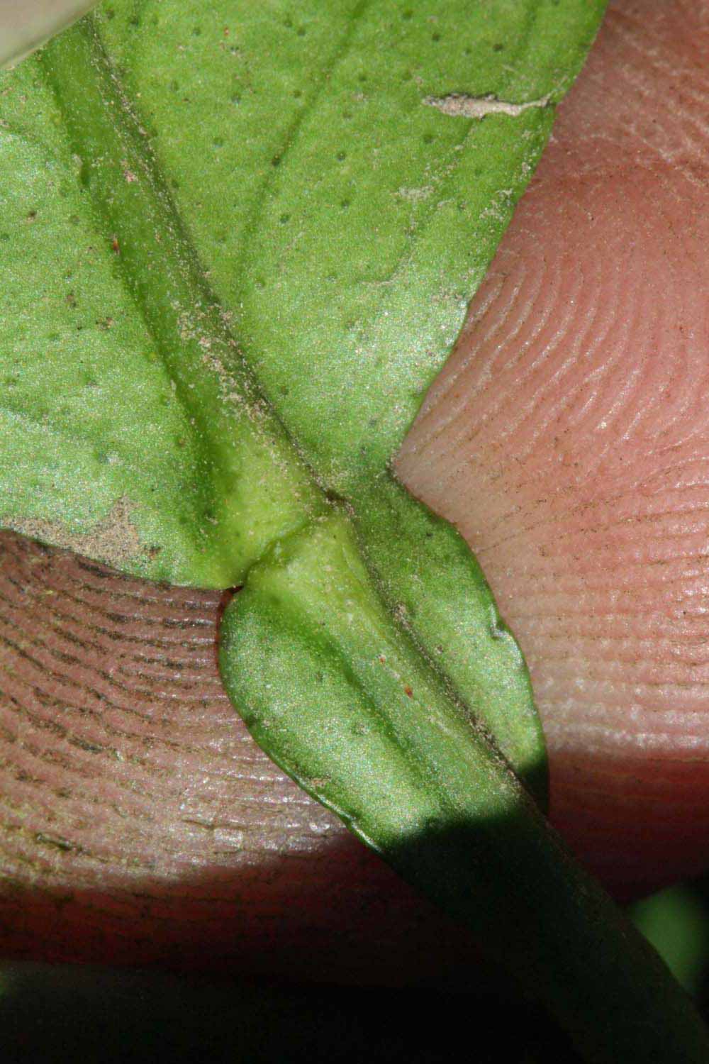              Petiole (Riverside, CA)       